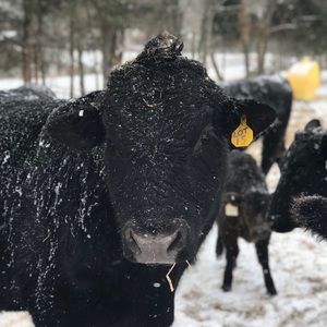 Meet your Posher, Darryl